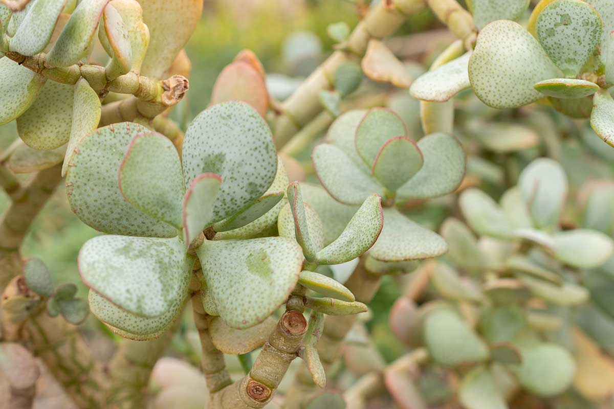 Crassula ovata