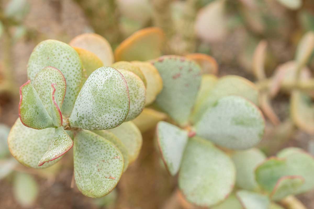 Crassula ovata feuilles rugueuses.