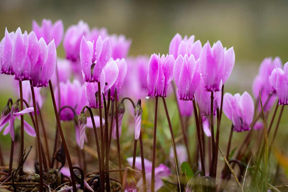 Cyclamens