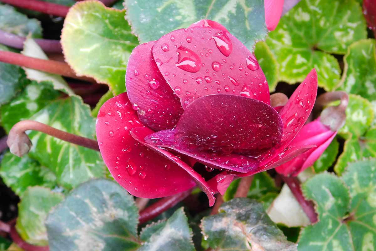 Cyclamen sous la pluie