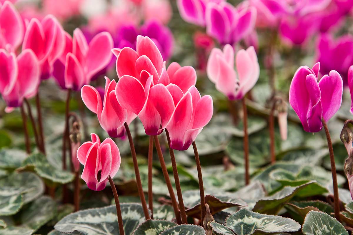 cyclamens jardin