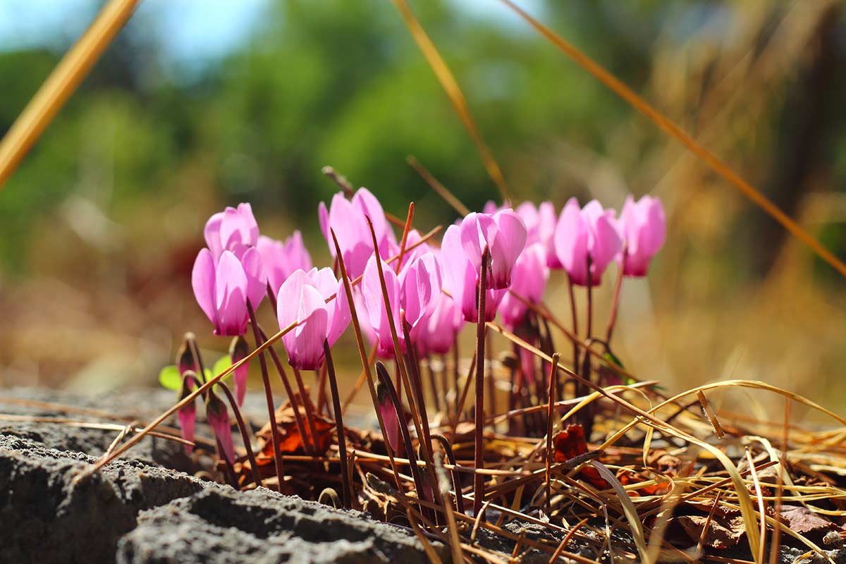 cyclamens repoussent