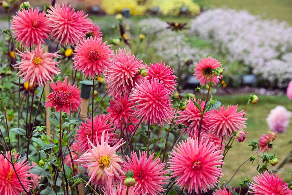 Dahlias "Cactus"