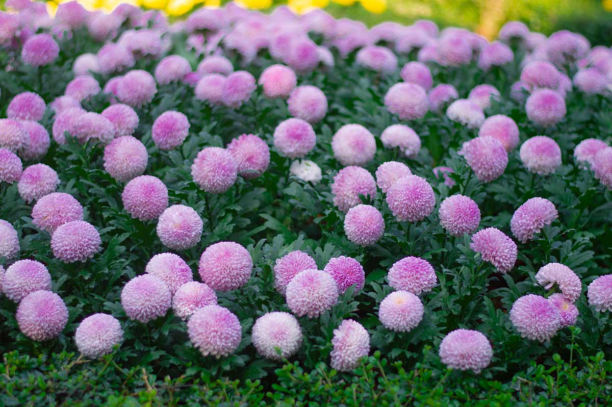 Dahlias "Pompons"