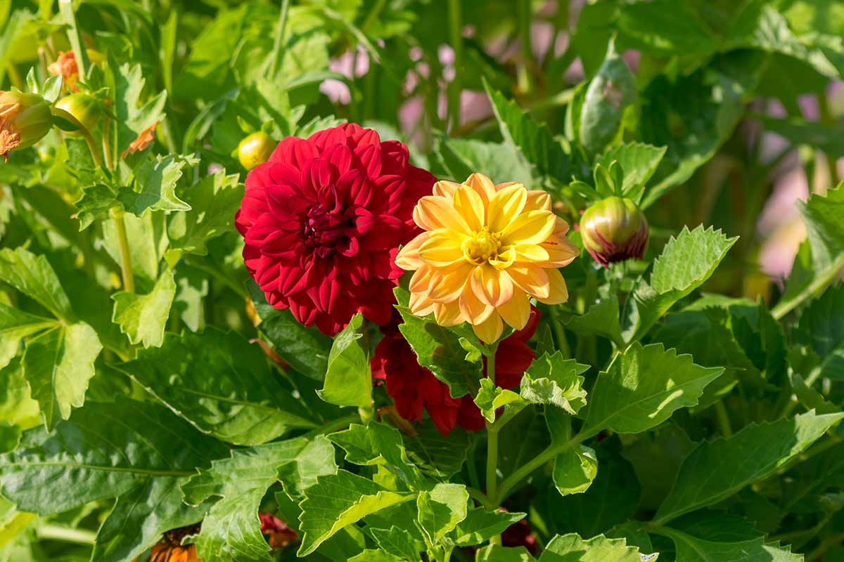 Dahlias "Décoratifs"