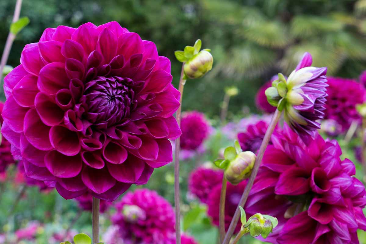 dahlias