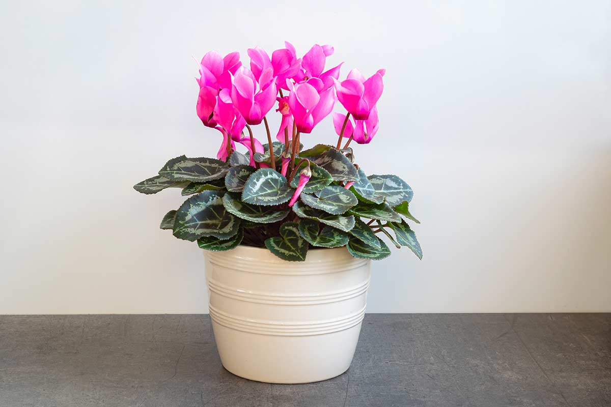 cyclamens en pot