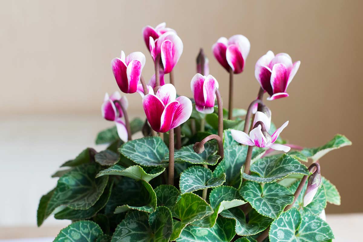 faire durer vos cyclamens