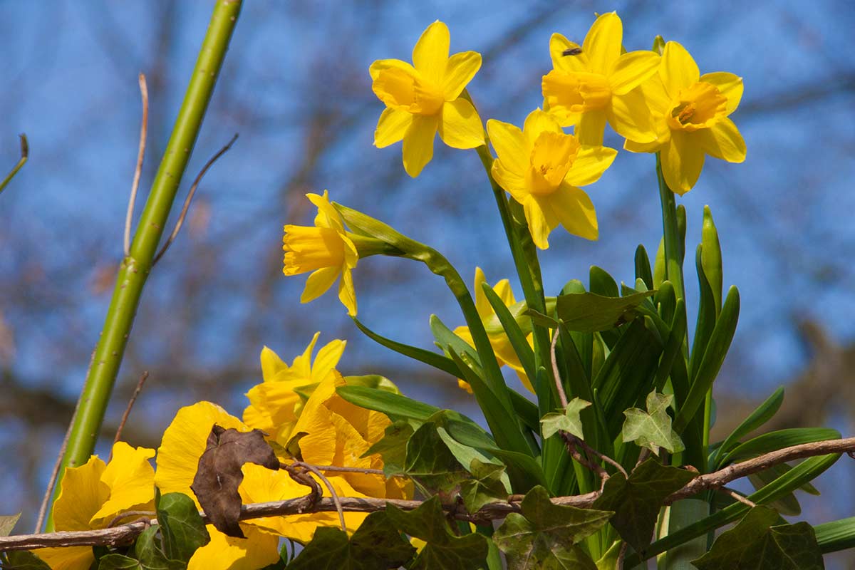 Narcisses d'automne