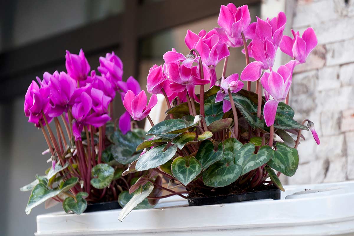 cyclamen sur le balcon