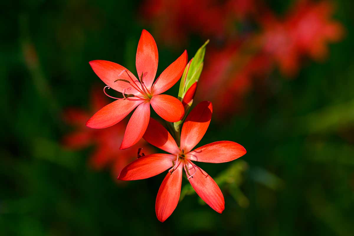 Schizostylis