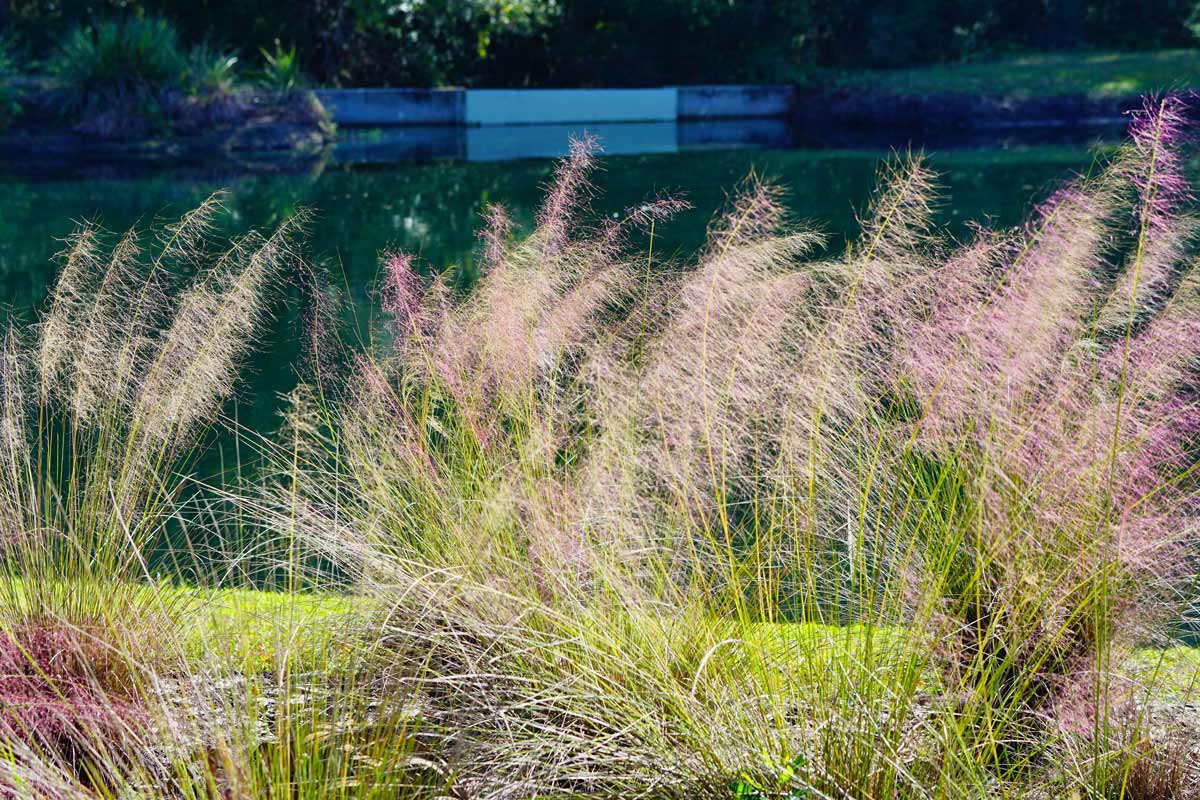 Muhlenbergia capillaris