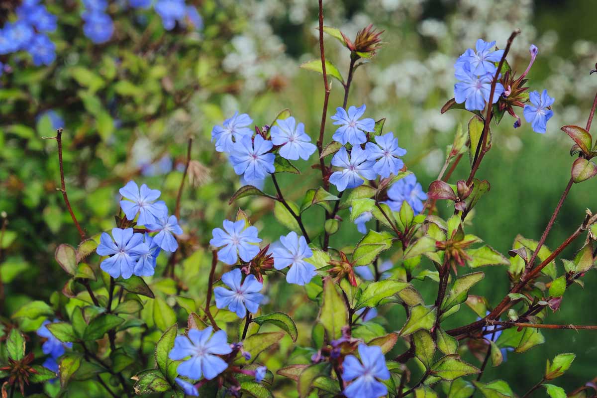 Le Ceratostigma