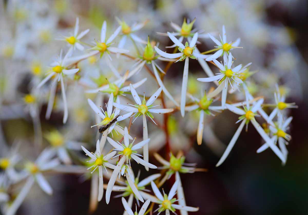 Saxifraga cortusifolia