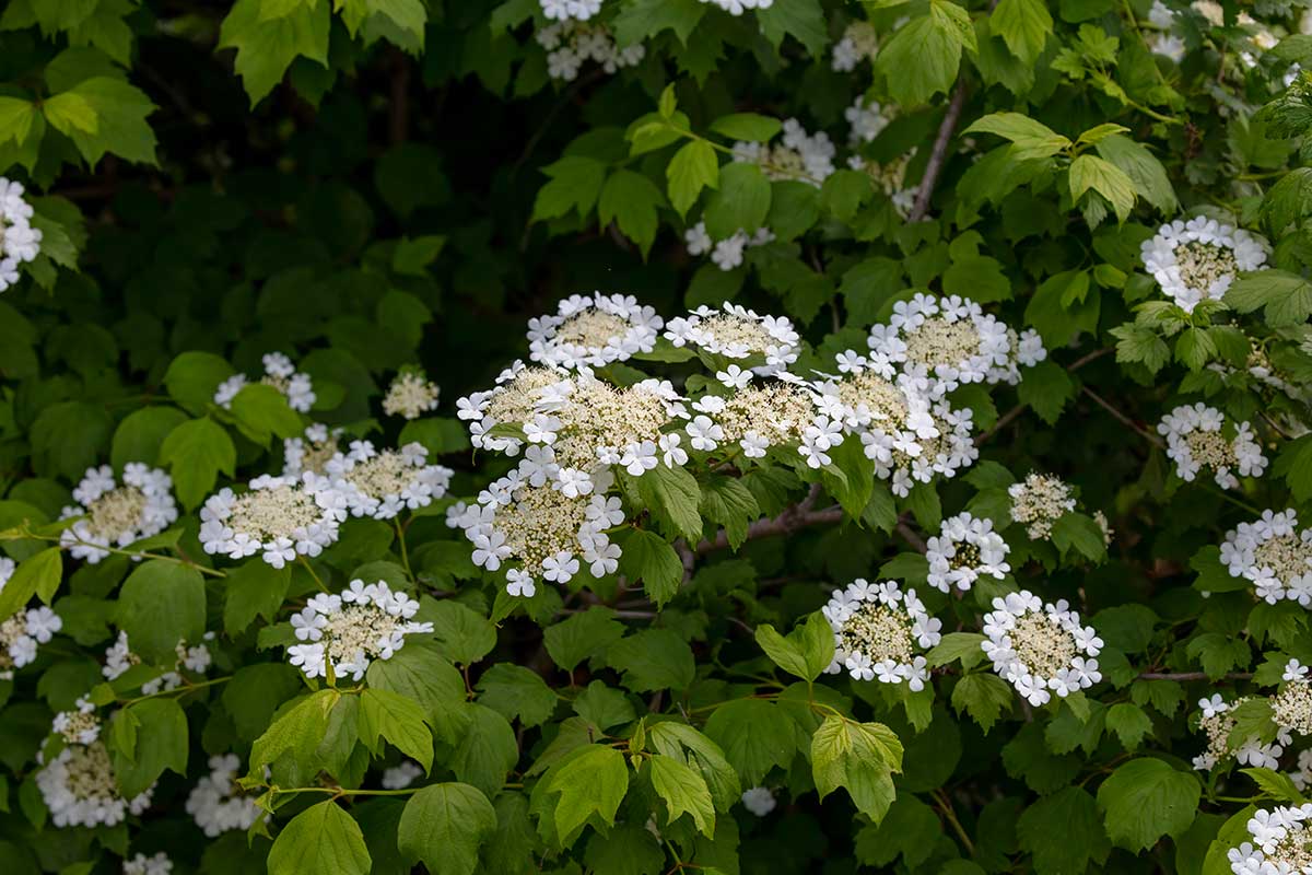 Hydrangea quercifolia