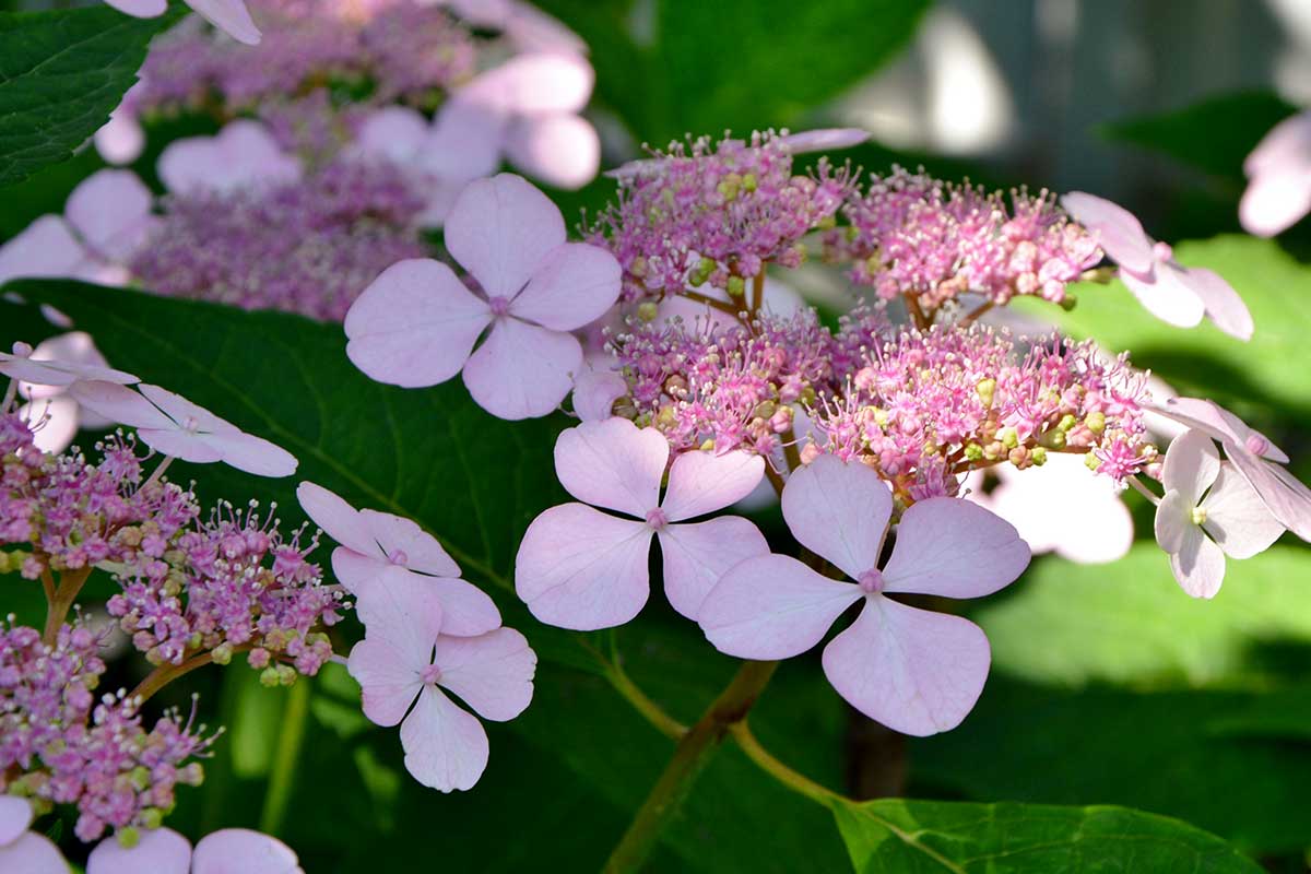 Hydrangea serrata