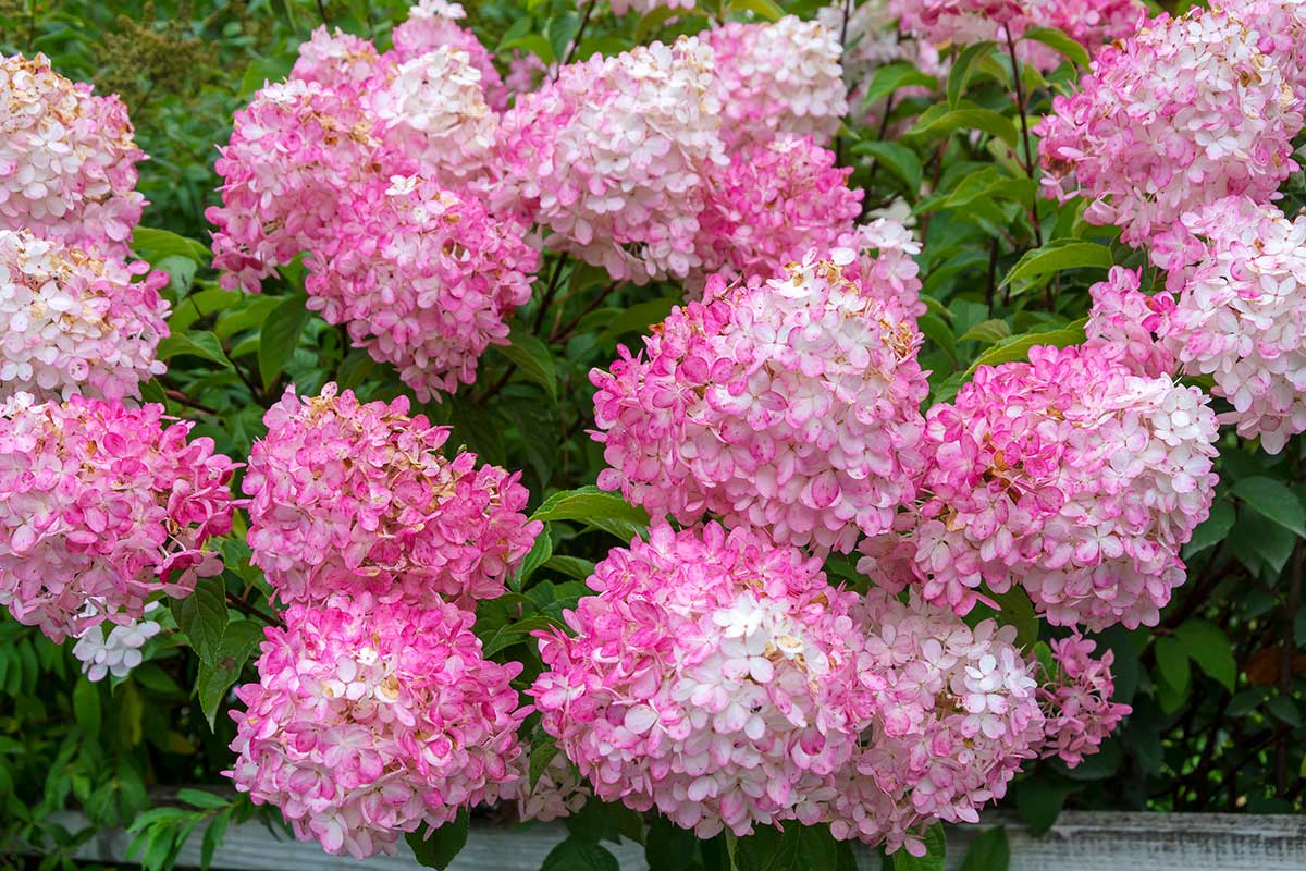 hortensias variétées d'automne