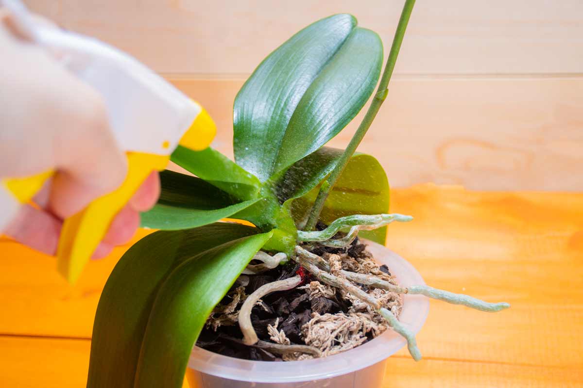 vaporisation d'eau avec peau de manque sur orchidée