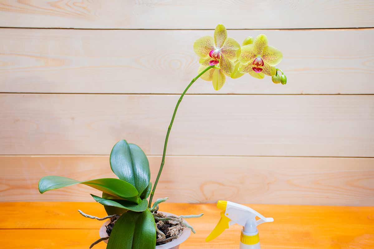 nourrir orchidées avec peau de mangue