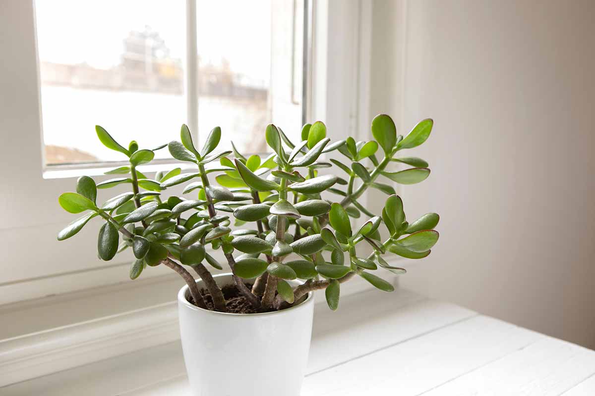 Arbre de jade près d'une fenêtre.