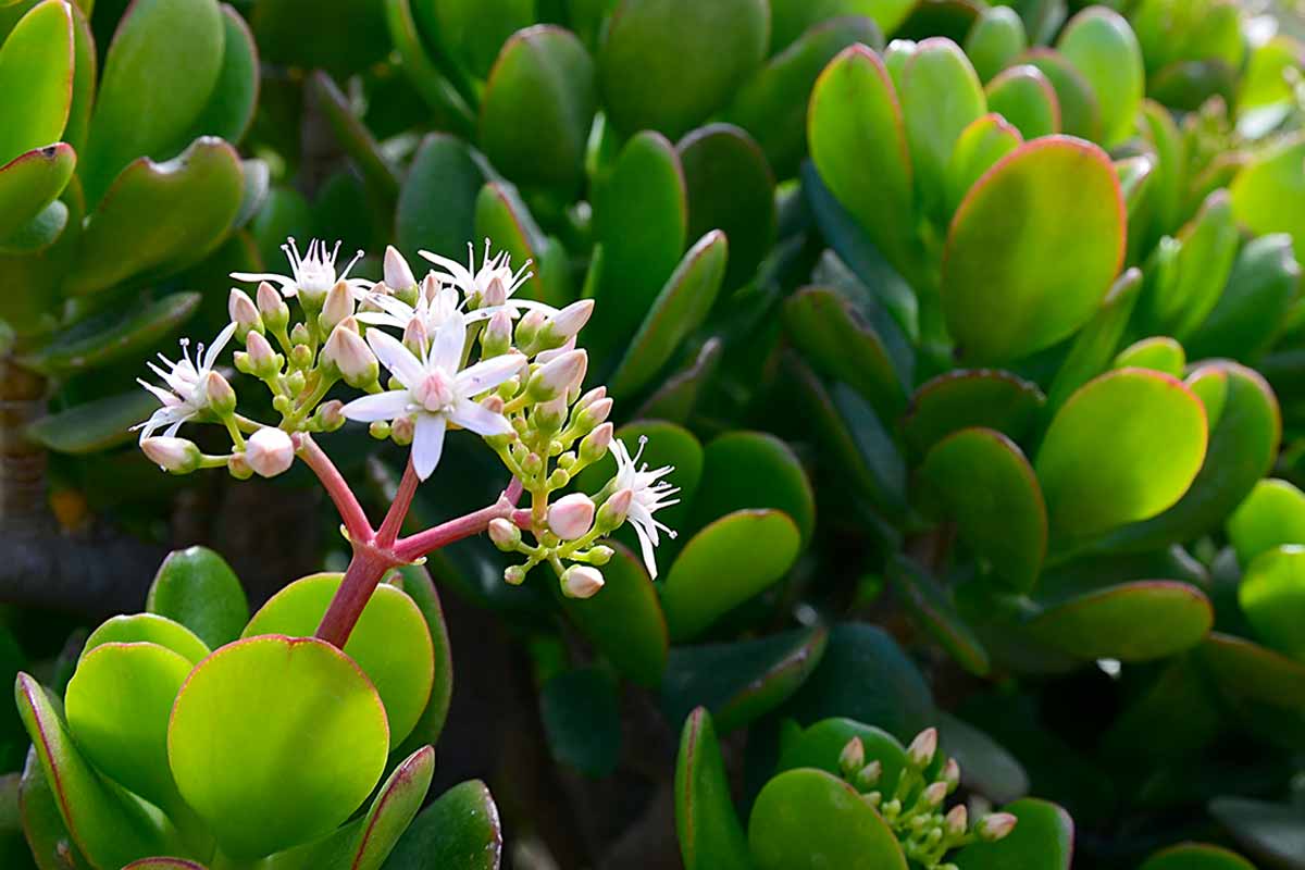 Arbre de Jade dans la maison