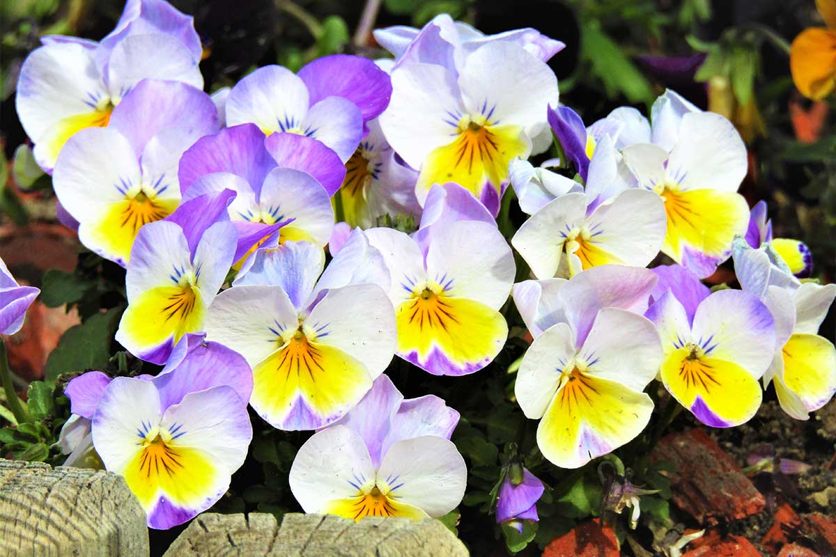 pensées floraison automne