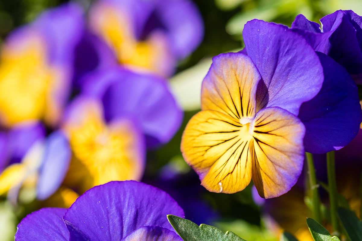 Planter et entretenir les pensées