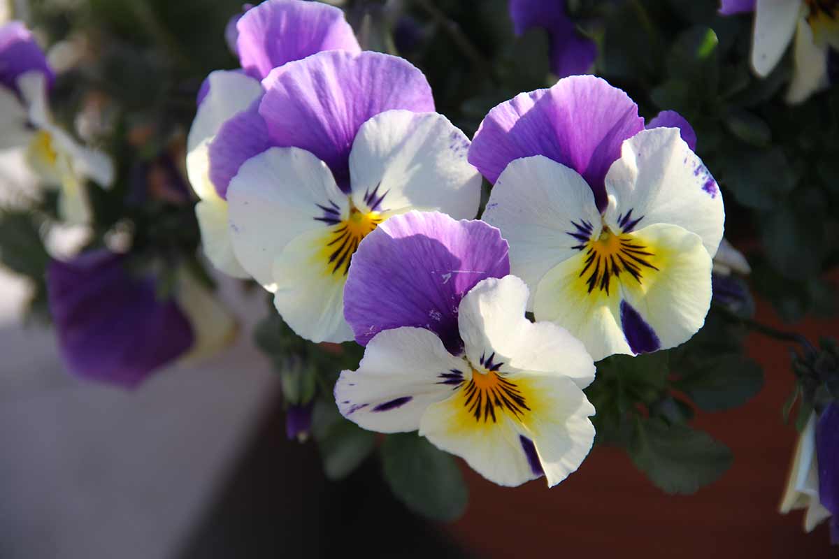 pensées blanches et violettes