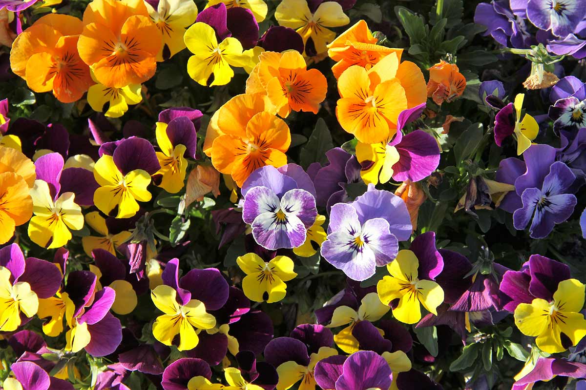 pensées colorées dans le jardin