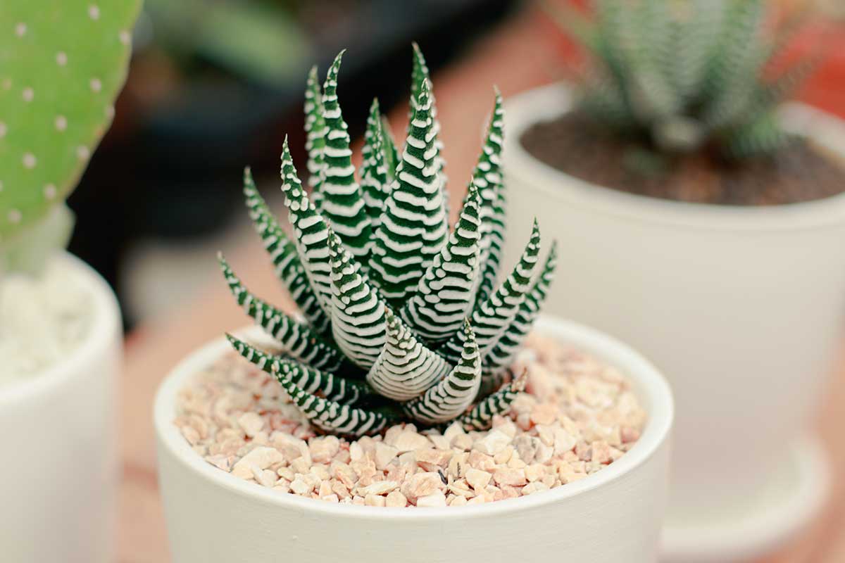 Haworthia Fasciata