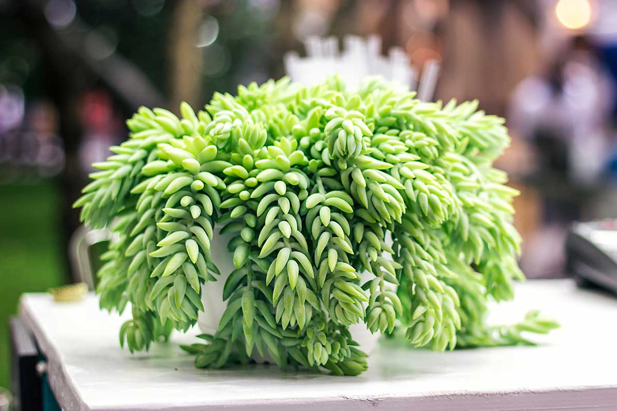 Sedum Morganianum