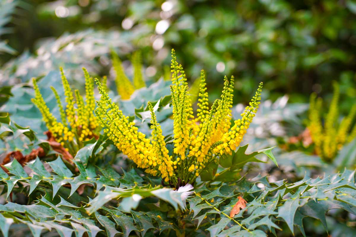 Mahonia japonica