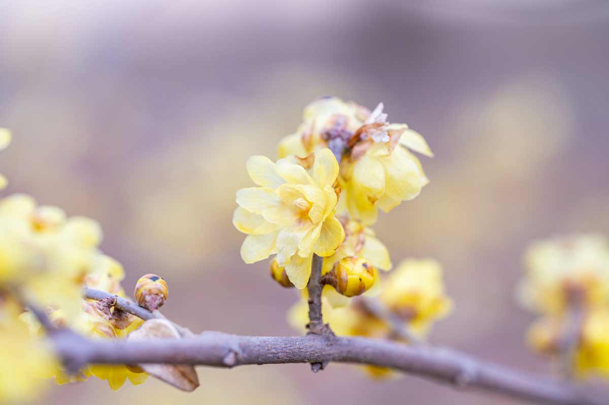 Chimonanthus praecox