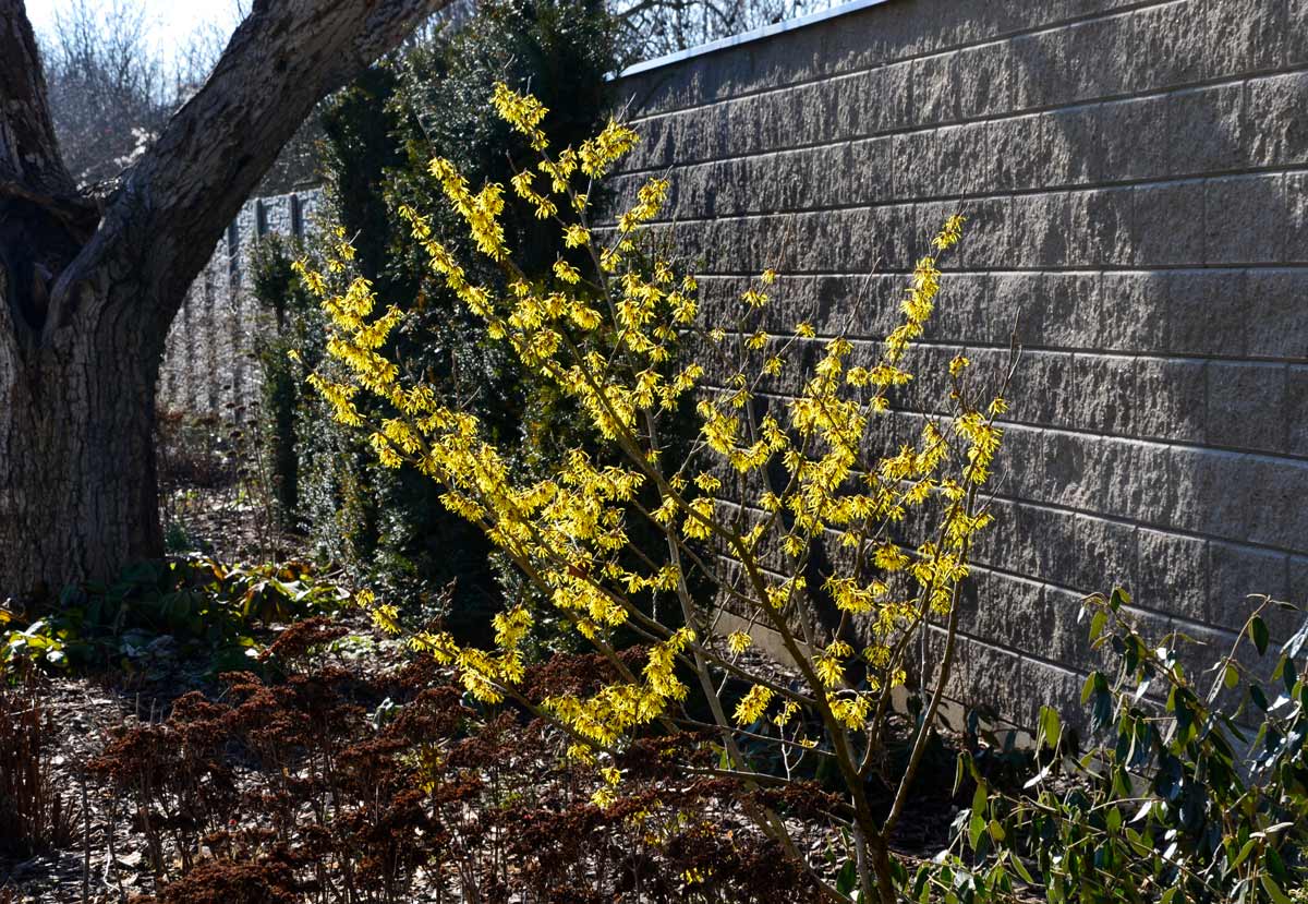 Hamamelis mollis