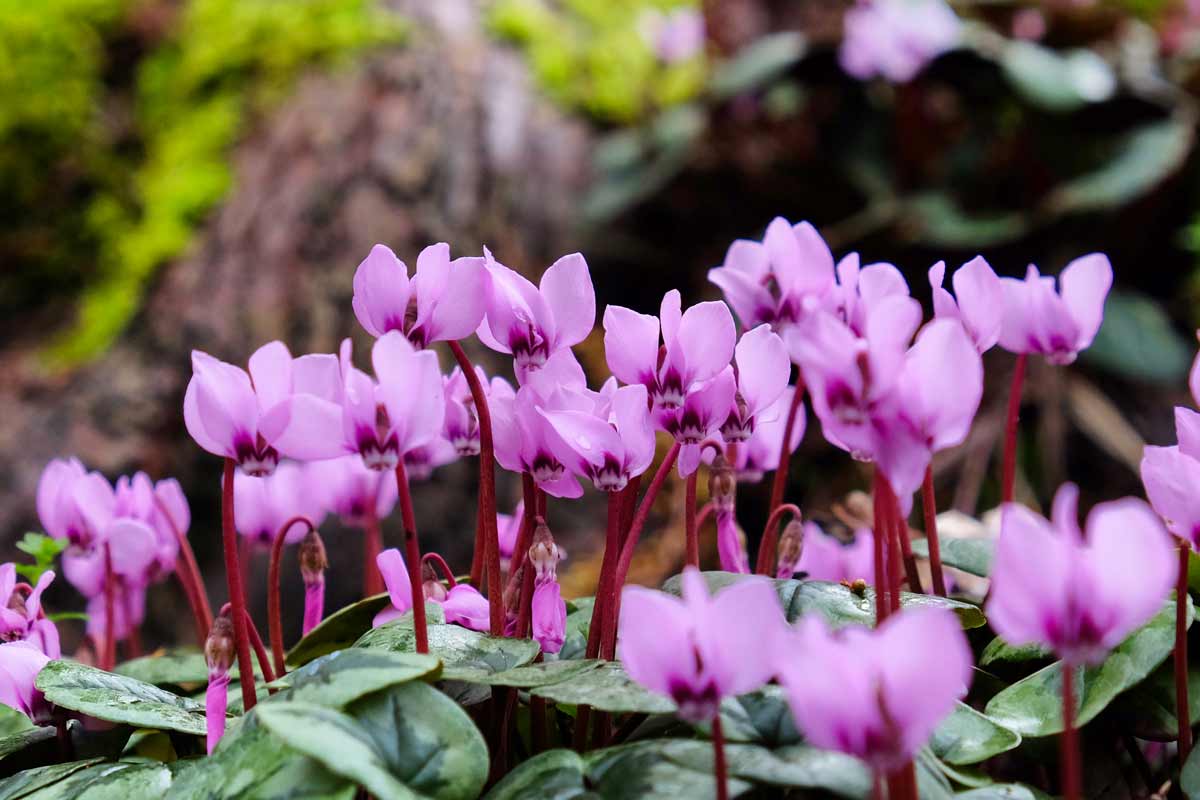 Cyclamen coum