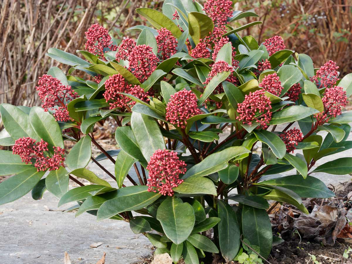 Skimmia japonica