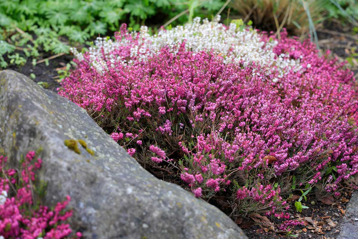 Erica carnea