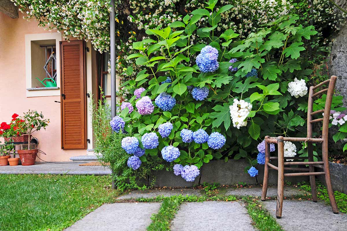 hortensias