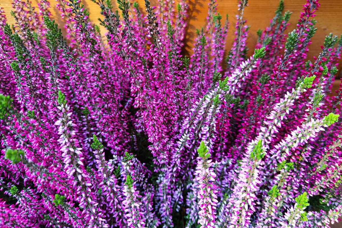 Calluna vulgaris