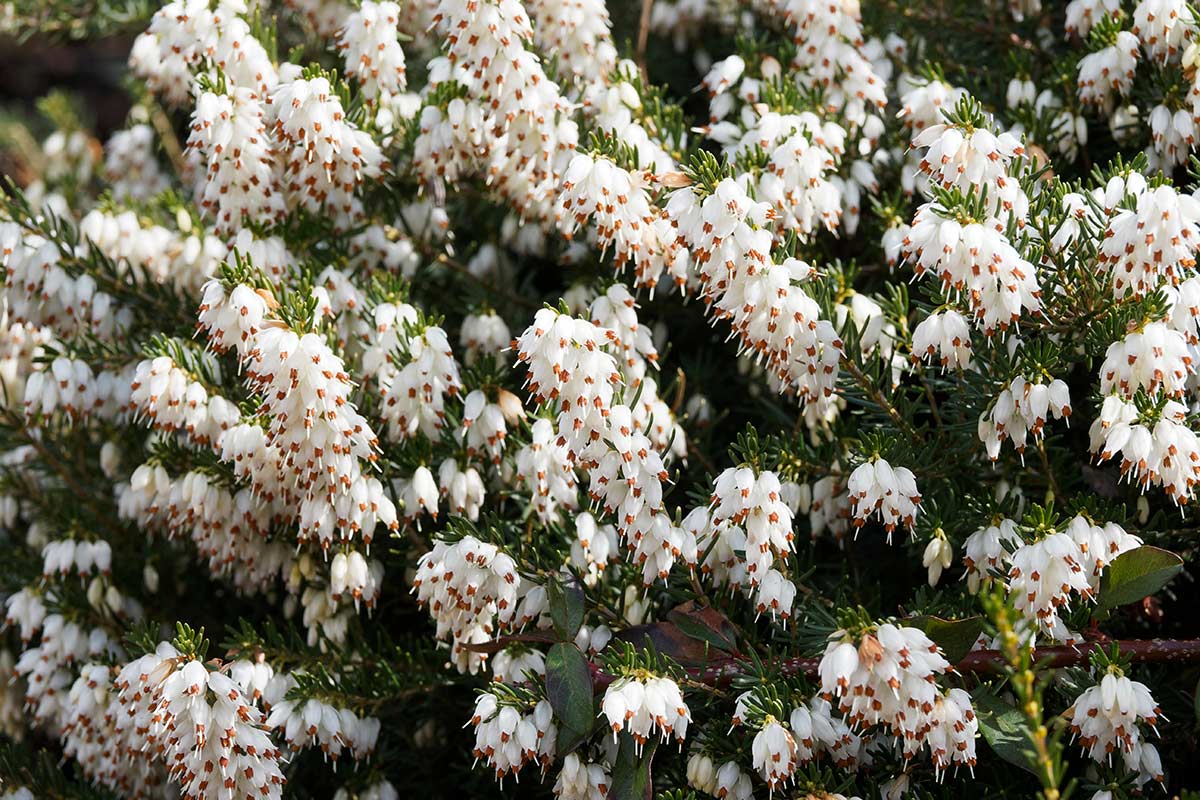 Erica arborea