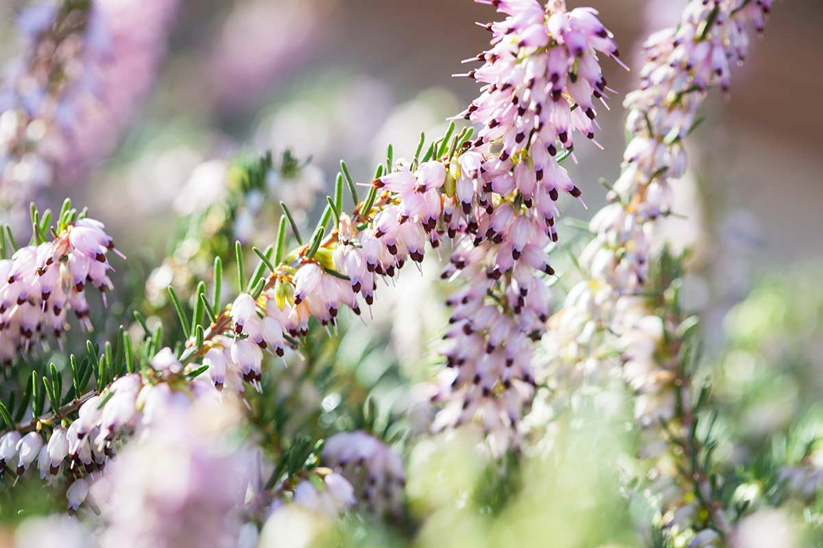 Erica darleyensis