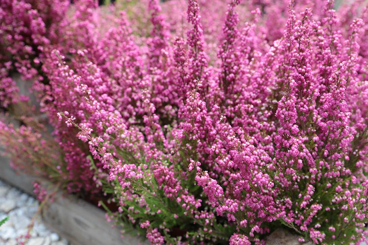 Erica gracilis