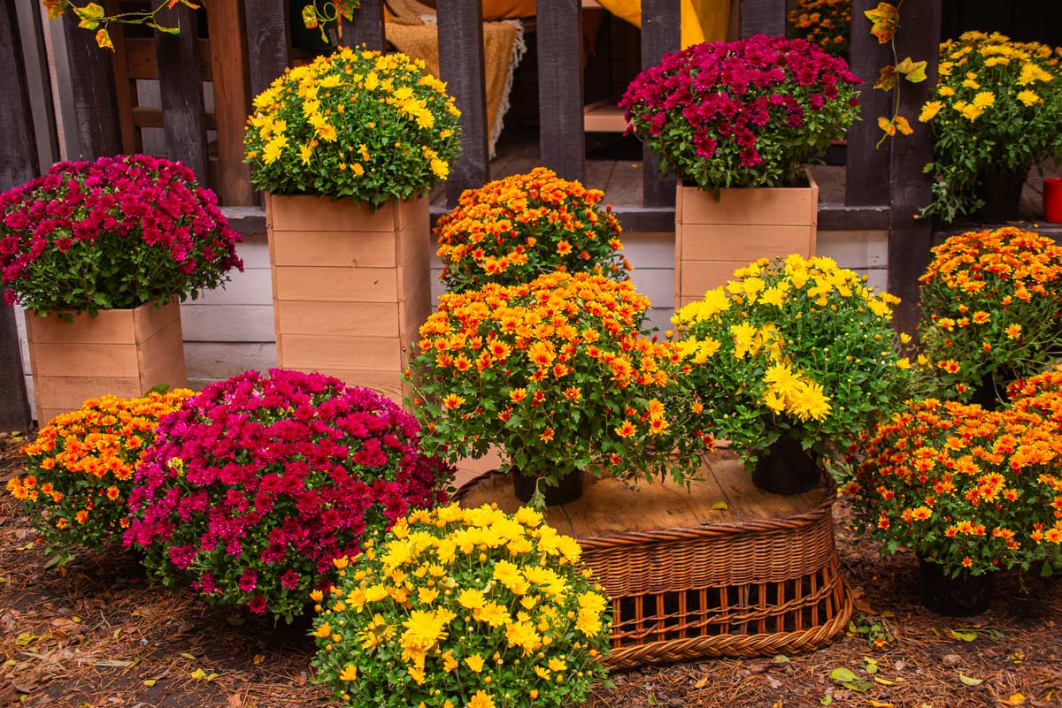 Chrysanthèmes en pot dans le jardin.