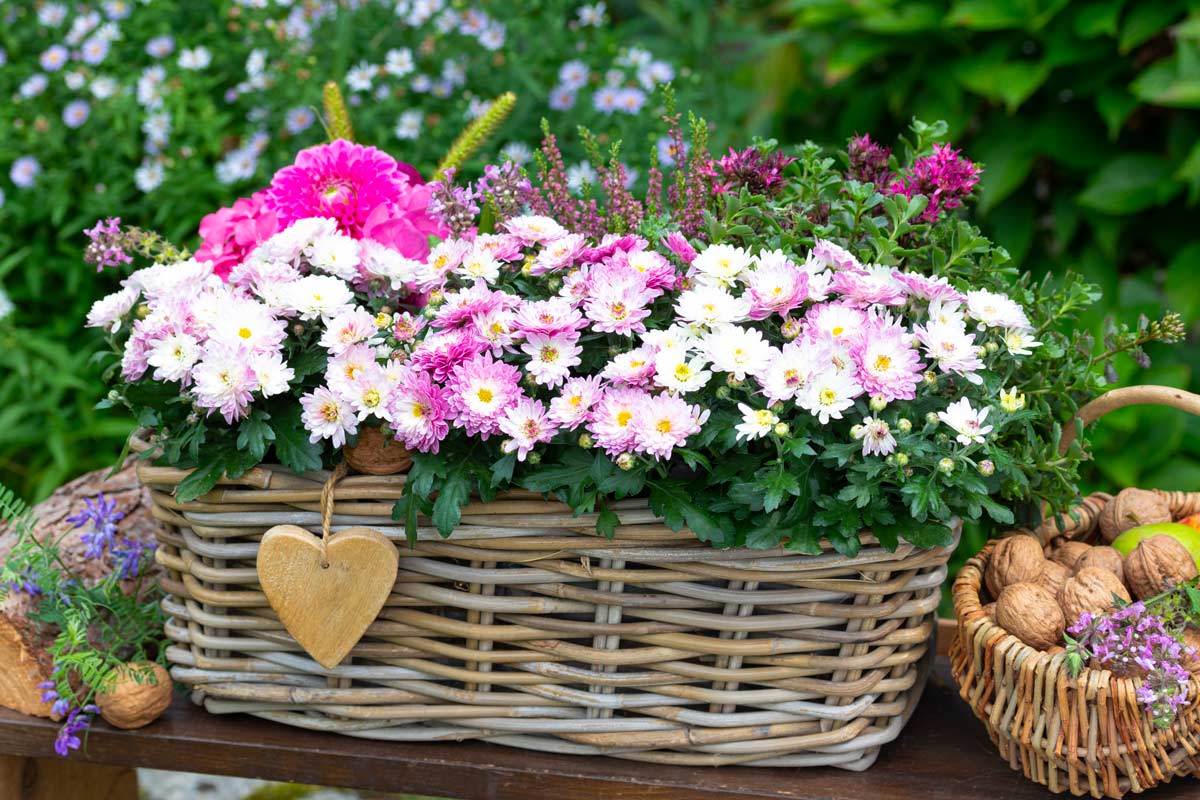 Entretien des Chrysanthèmes.