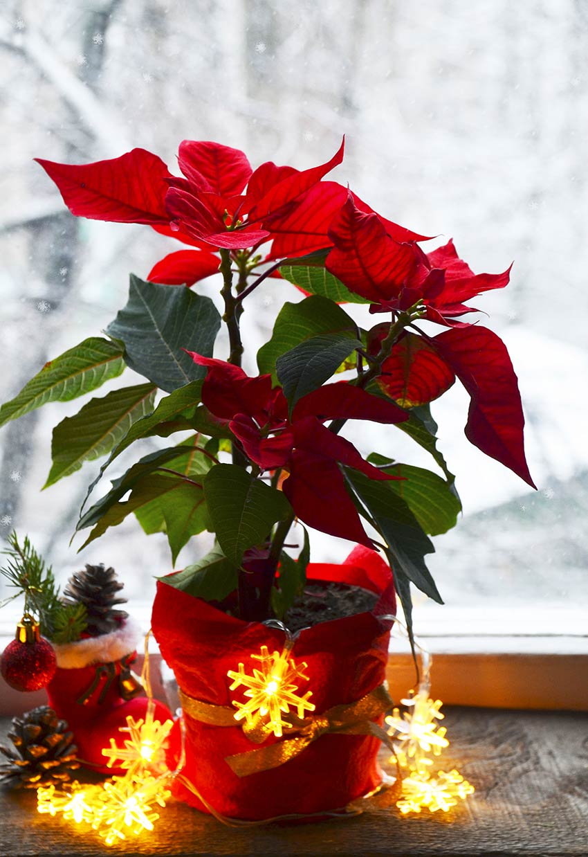 Idées de décoration avec la Poinsettia