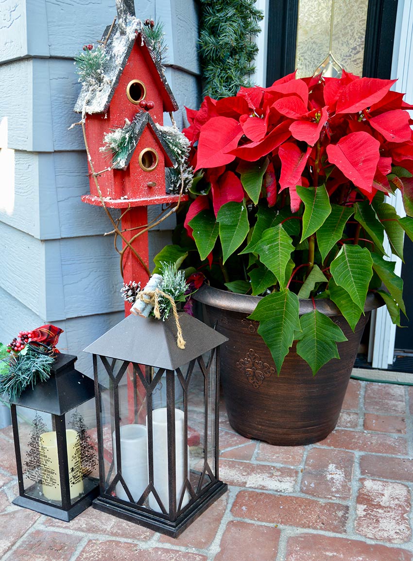 Poinsettia à l'entrée.