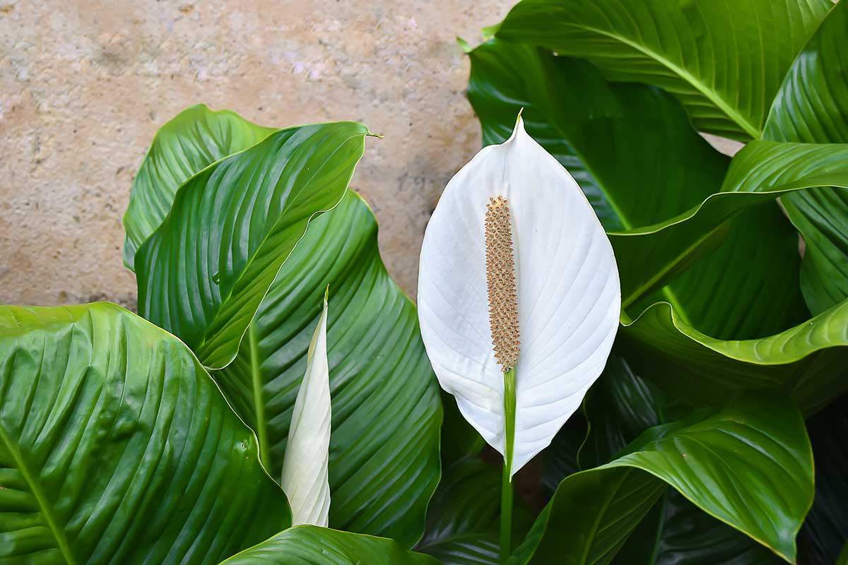 Spathiphyllum