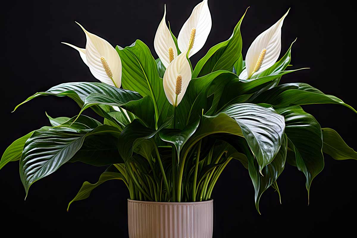 plantes pour purifier l'air