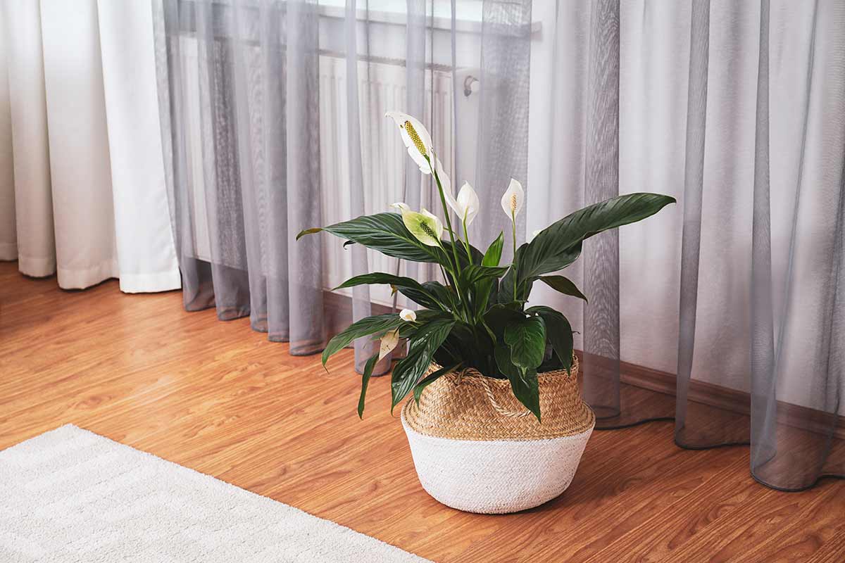 Spathiphyllum