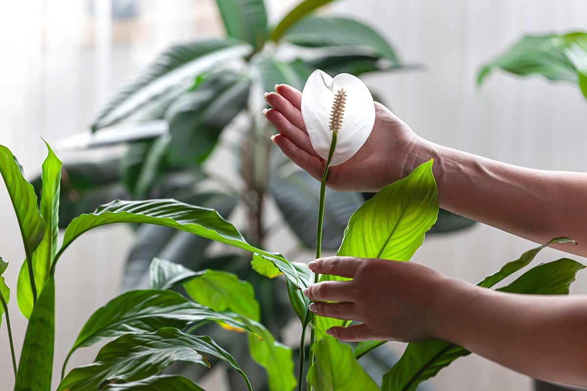 Spathiphyllum, entretien et soins